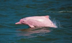 Akibat Pembangunan Jembatan, Lumba-lumba Pink Semakin Sirna