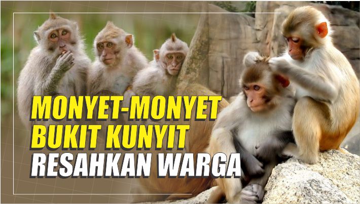 monyet-dari-bukit-kunyit-resahkan-warga.jpg