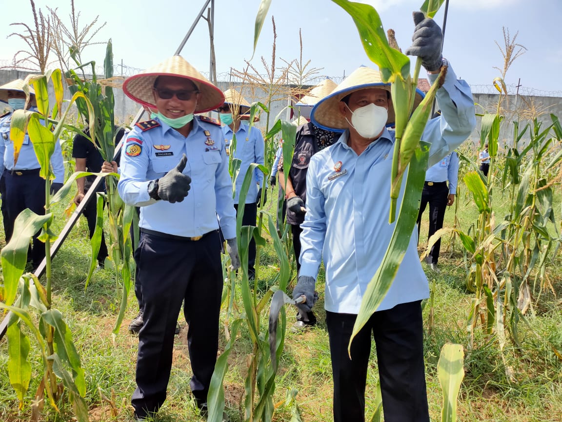 napi-lapas-gunung-sugih-panen-jagung-belasan-ton.jpg