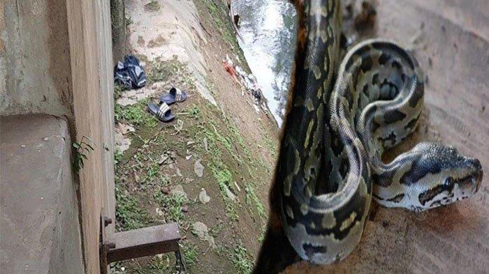 niatnya-ingin-tangkap-bocah-di-tangsel-malah-tewas-dililit-ular-sanca.jpg