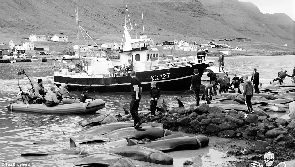 Mengerikan! Ratusan Paus dan Lumba-Lumba Dibantai di Tempat Ini, Ternyata Digunakan Begini