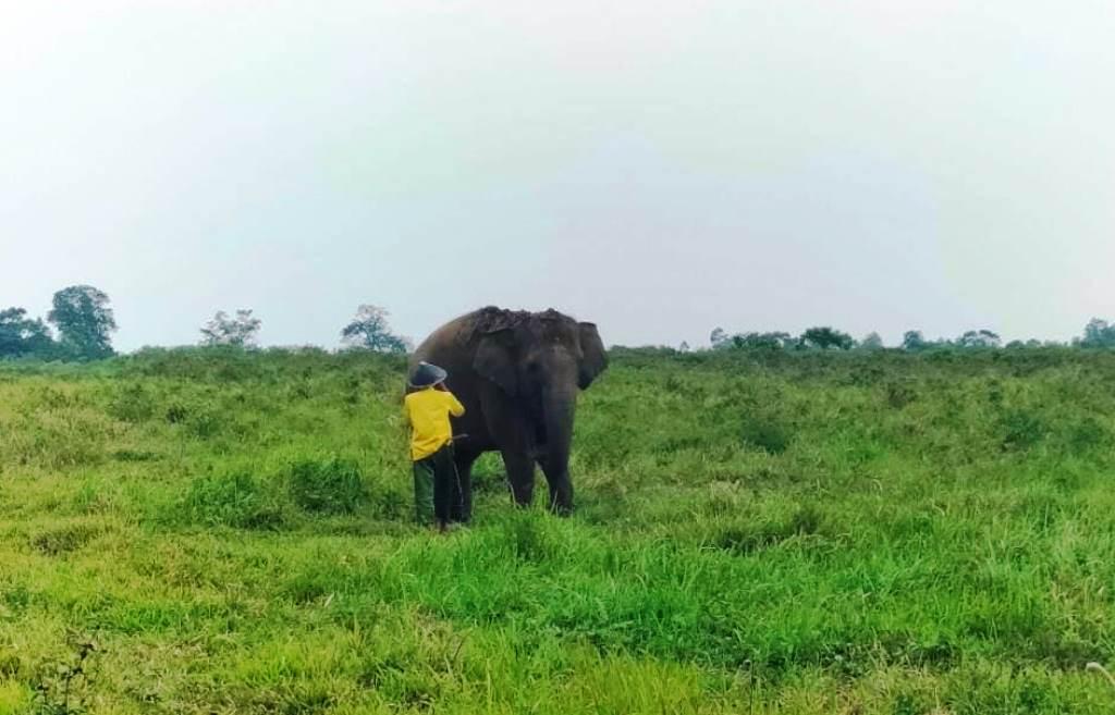 Gajah Ngamuk, Rusak Gubuk hingga Injak-injak Petani di Lampung Timur