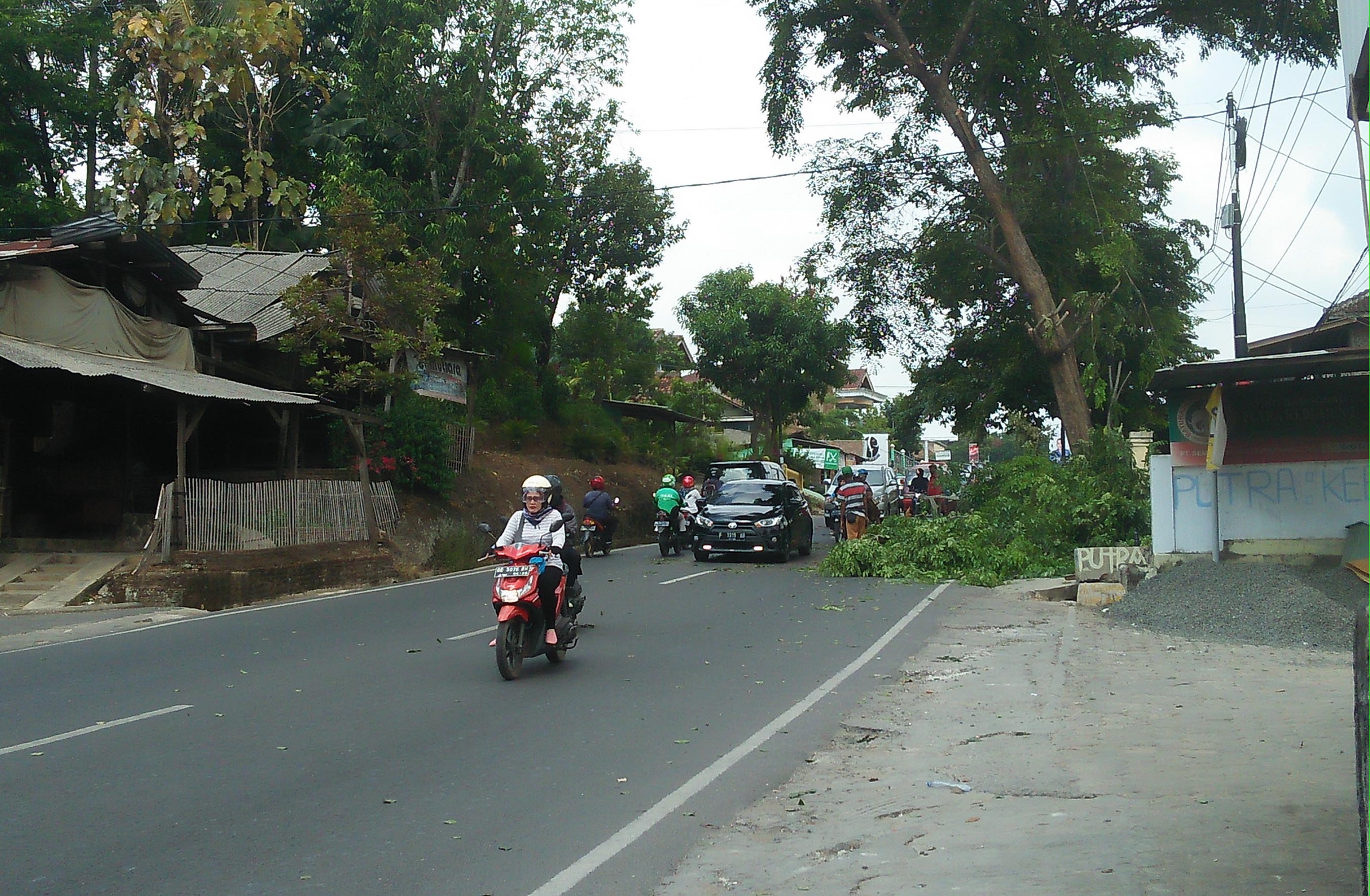 pemangkasan-pohon-di-jalan-imam-bonjol_20181009_135214.jpg