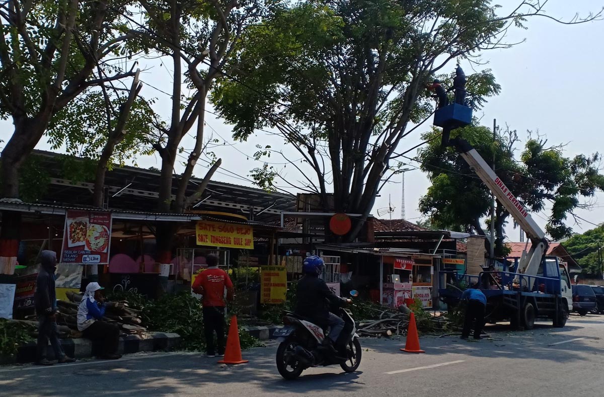 pemangkasan-pohon-di-jalan-juanda.jpg
