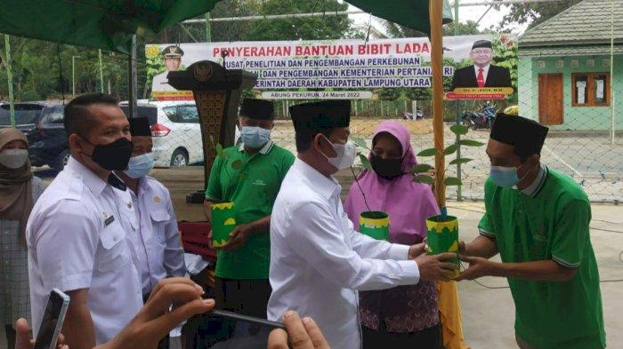 pemkab-lampung-utara-dapat-bantuan-40-ribu-bibit-lada.jpg