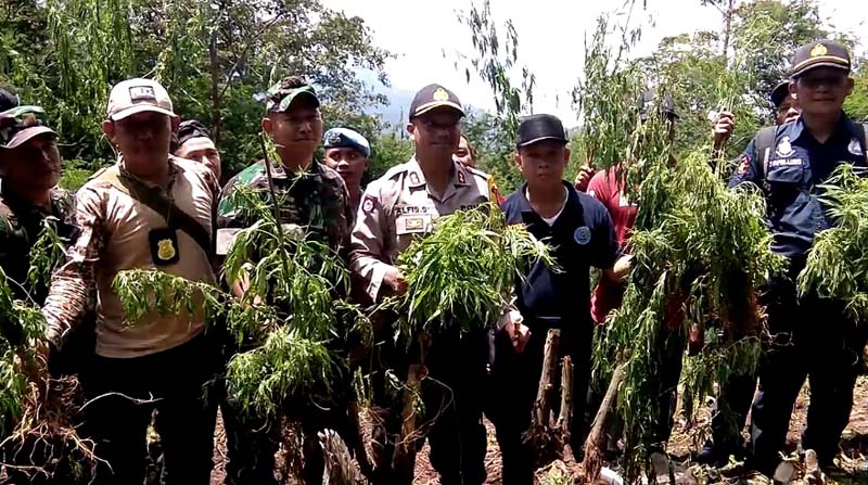 pemusnahan-ganja_20180308_153732.jpg