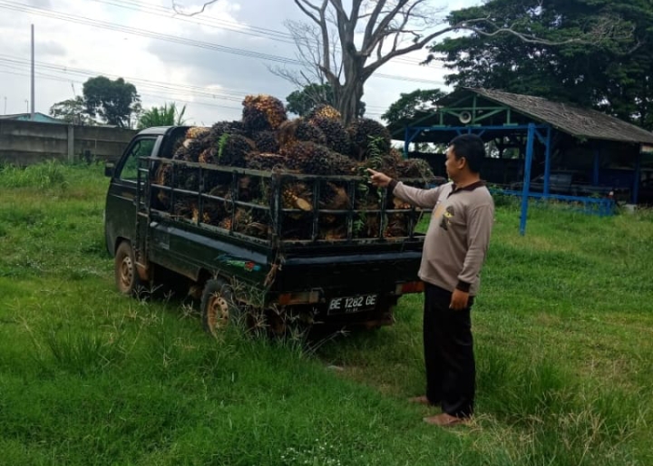 Sedang ‘Panen’ Sawit di PT Umas Jaya, 2 Warga Lampung Utara Diciduk Satpam