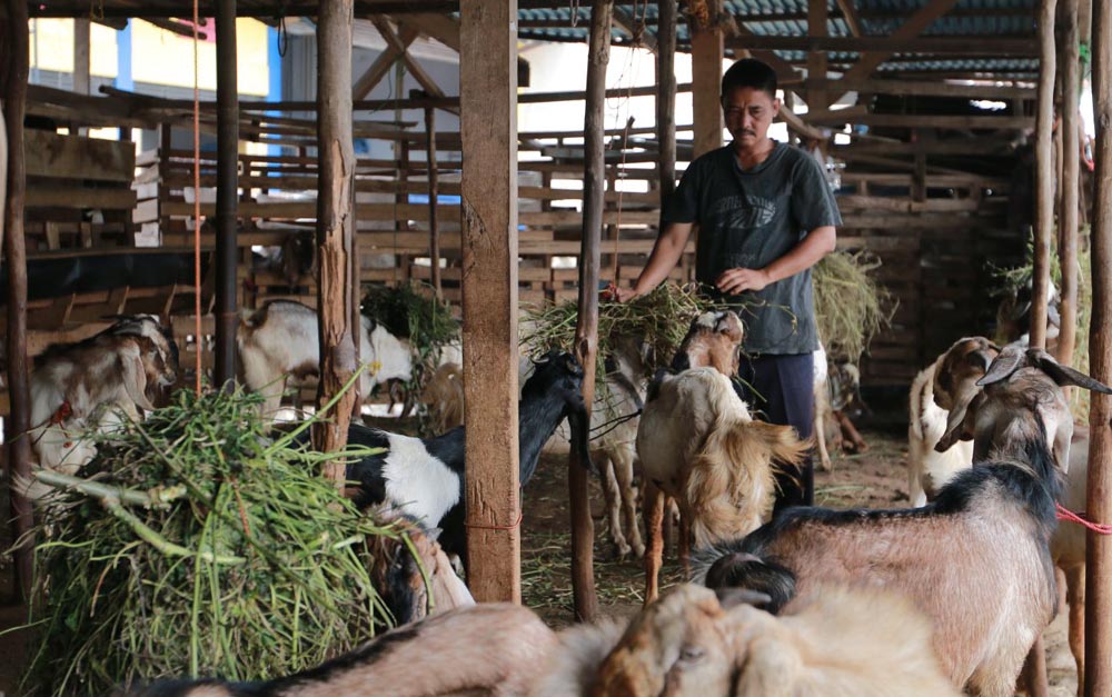 penjual-hewan-kurban-kambing-di-jalan-sisingamangaraja.jpg