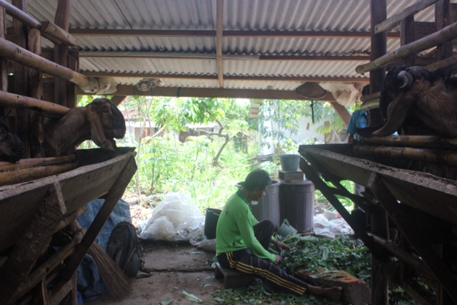 penjual-kambing_20160906_181837.jpg