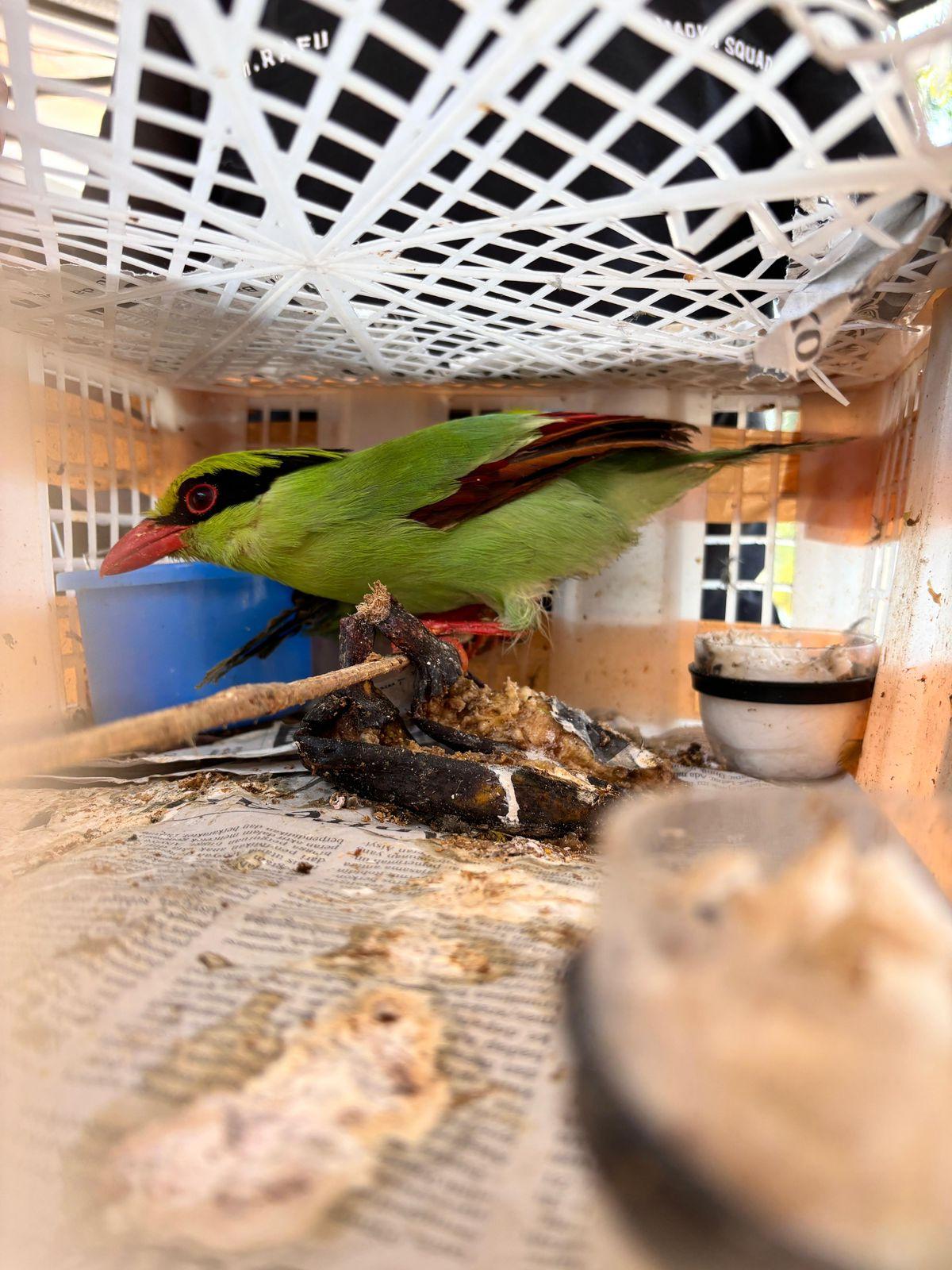 penyeludupan-ratusan-ekor-burung-di-dermaga-3.jpg