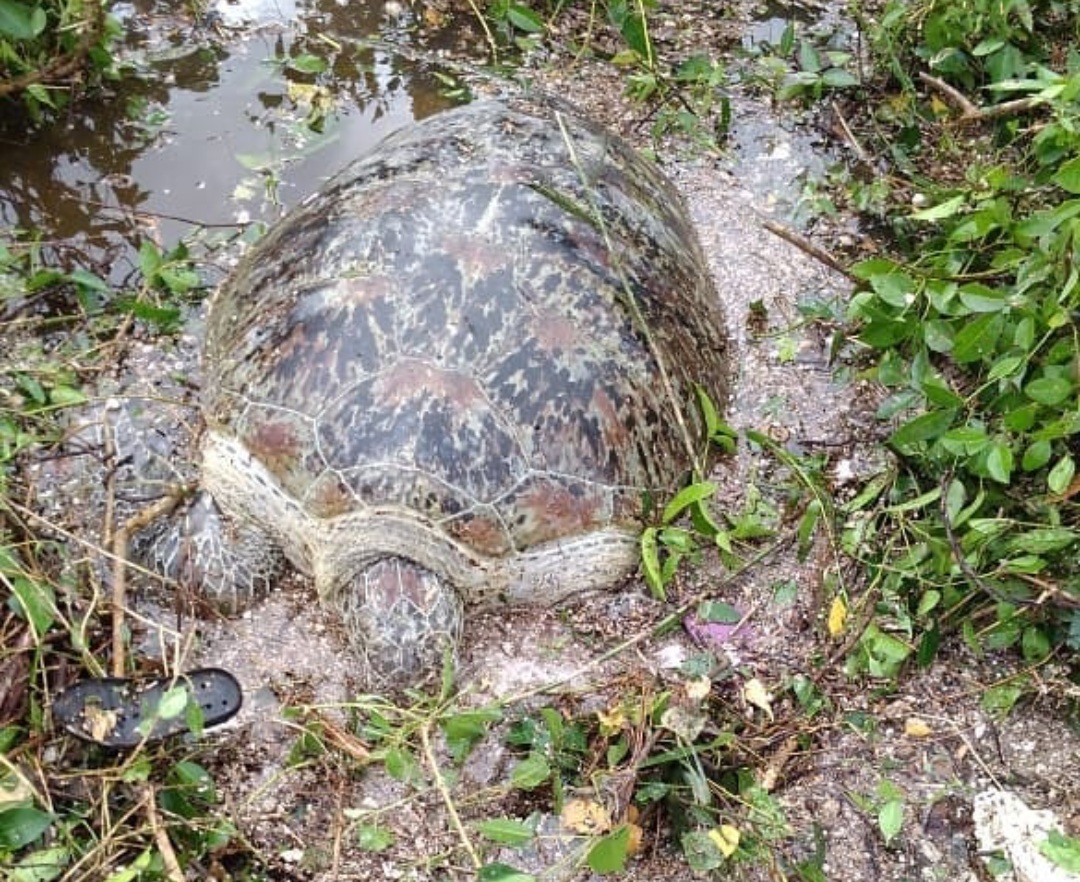 UPDATE TSUNAMI LAMPUNG - Terdampak Tsunami, Belasan Penyu Sisik Terdampar di Pantai Ketang
