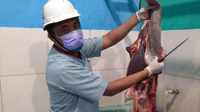 Petugas Temukan Cacing Hati Pada Hewan Kurban Sapi di Pringsewu Lampung