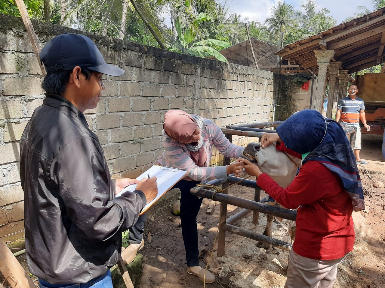 Petugas Temukan Hewan Kurban Belum Cukup Umur Dijual di Pringsewu