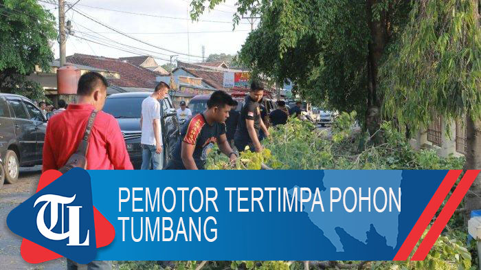 pohon-tumbang-bandar-lampung.jpg