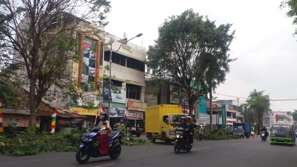 Distan Bandar Lampung  Akan Pangkas 500 Pohon Kedondong Hutan