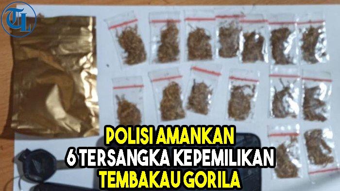 polisi-amankan-6-tersangka-kepemilikan-tembakau-gorila.jpg