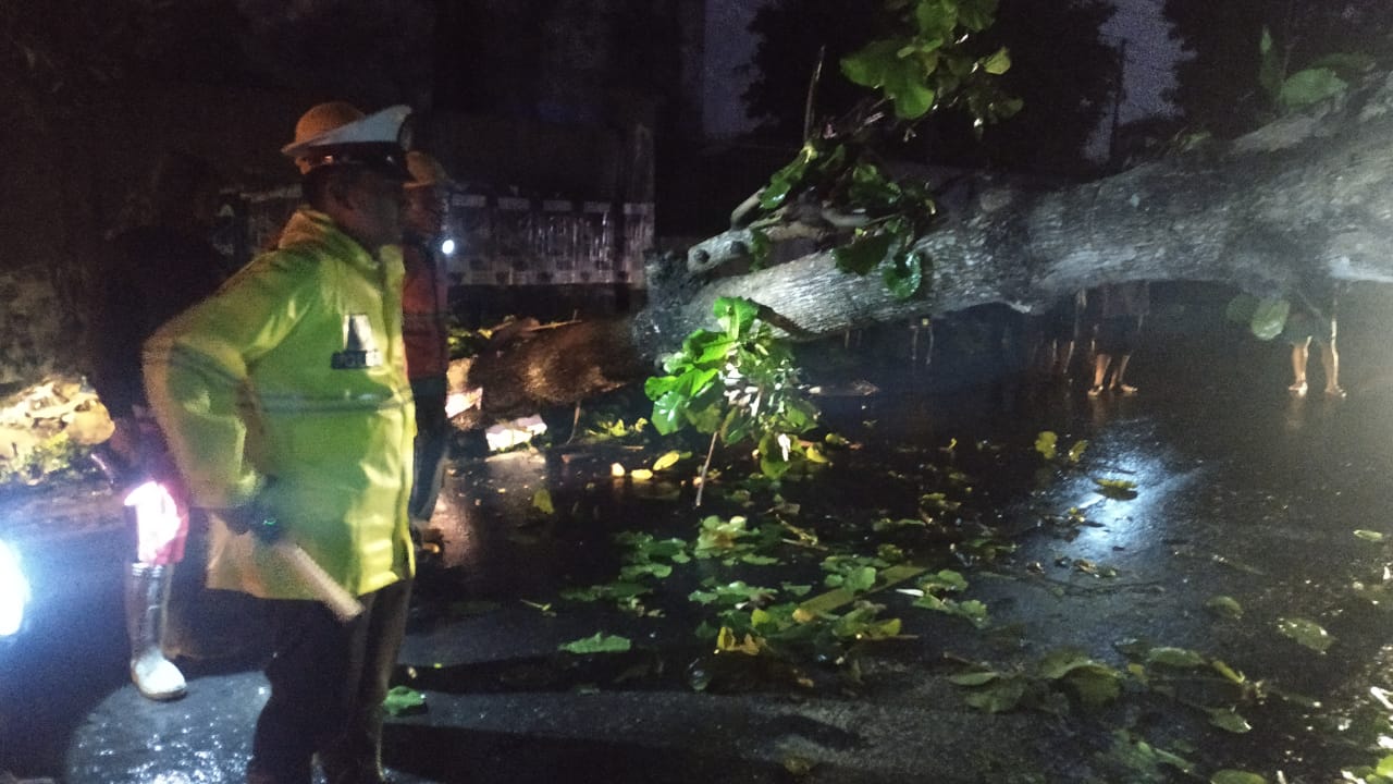 polisi-atur-lalin-akibat-pohon-tumbang.jpg
