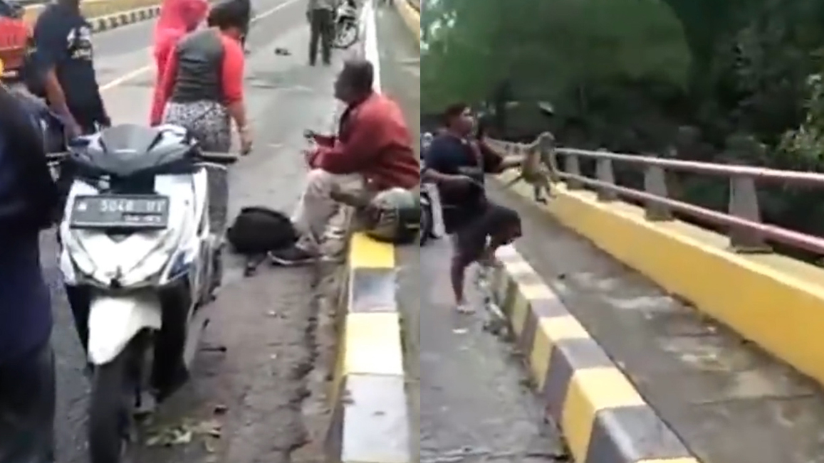 Polisi Tabrak Kera hingga Mati di Lumajang, Kawanan Kera Lainnya Menyerang