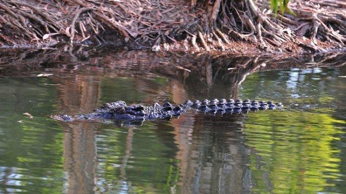 Tubuh Joni Masih Digigit Buaya saat Polisi Datang, Tembakan Dilepaskan