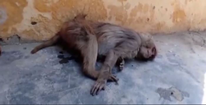 Warga Ketakutan, Ratusan Monyet di India Tewas Mengenaskan