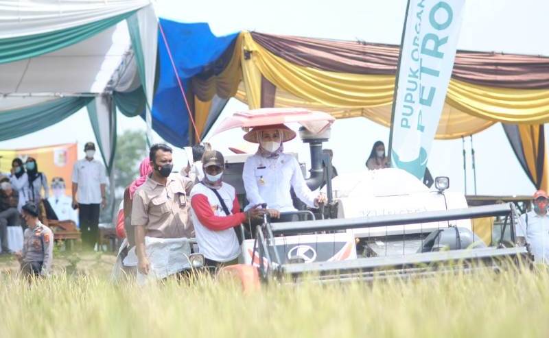 rawapitu-jadi-lumbung-padi-di-lampung-bupati-winarti-komitmen-benahi-jalan-menopang-produksi-padi.jpg
