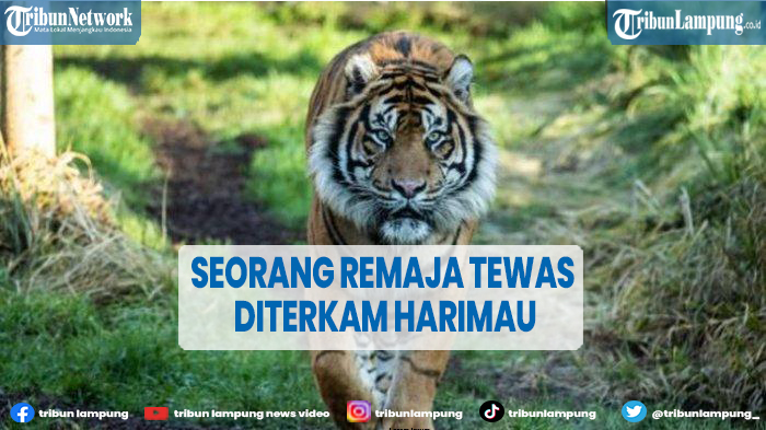 remaja-meninggal-di-riau-jadi-korban-harimau-maut.jpg