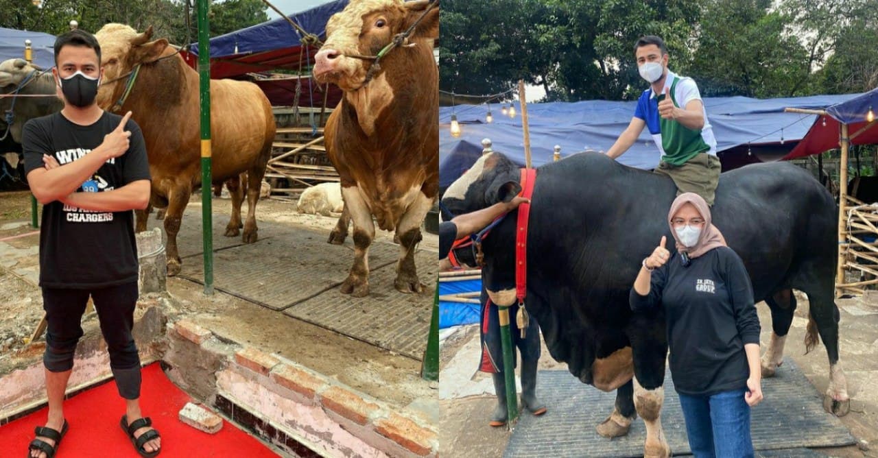 Berat Sapi Kurban Raffi Ahmad Hampir 1,4 Ton, Namanya Bager