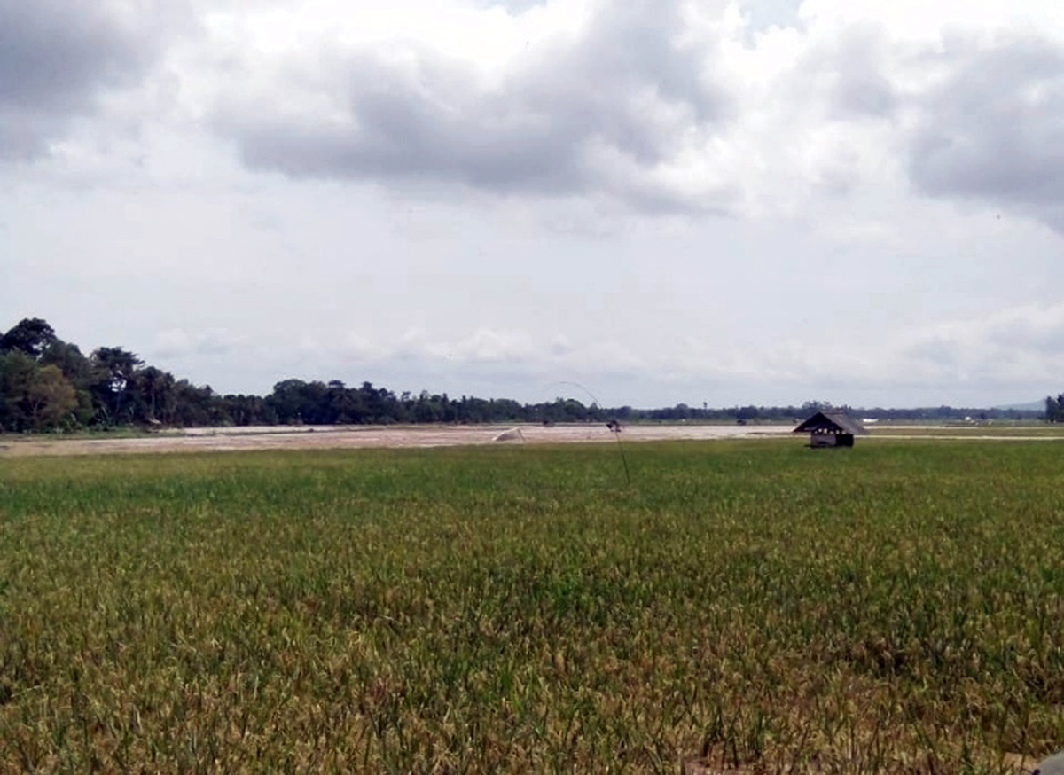 Tersapu Banjir, 15 Hektare Sawah di Palas Puso