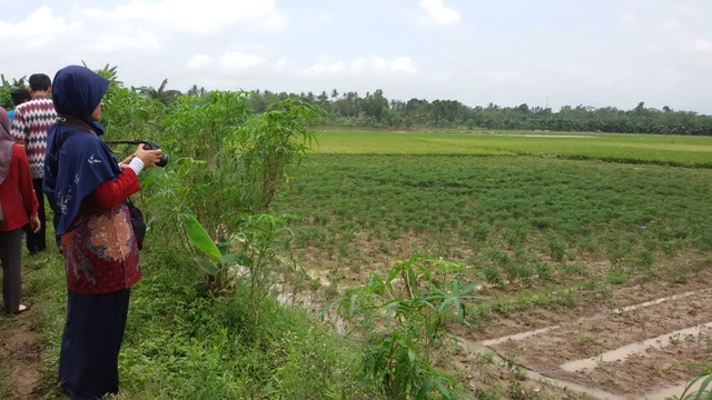 sawah-di-way-katibung_20160930_231558.jpg