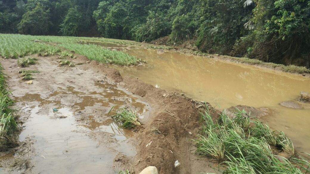 sawah-terendam_20180220_222716.jpg