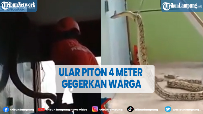 seekor-ular-piton-4-meter-di-ventilasi-ruko-gegerkan-warga.jpg