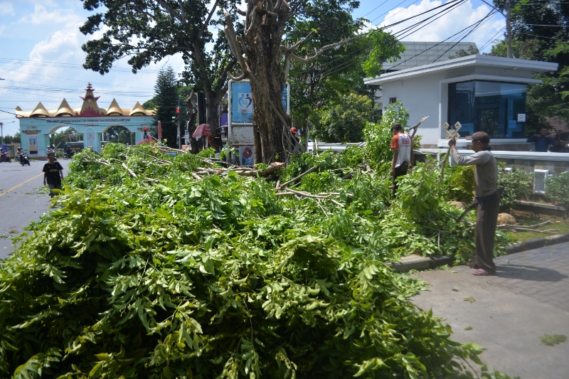 sejumlah-pekerja-memangkas-pohon-di-jalan-wolter-monginsidi.jpg