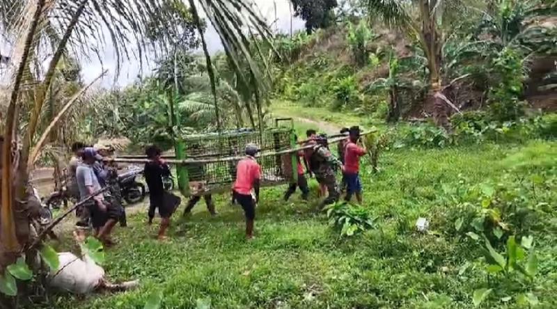 Warga Pesisir Barat Lampung Diimbau Hentikan Aktivitas Sementara di Wilayah Konflik Harimau