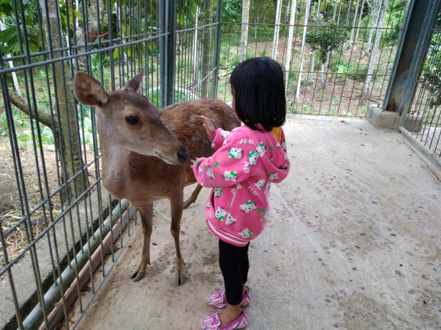 Penangkaran Rusa Tahura Wan Abdur Rachman, Destinasi yang Murah Meriah