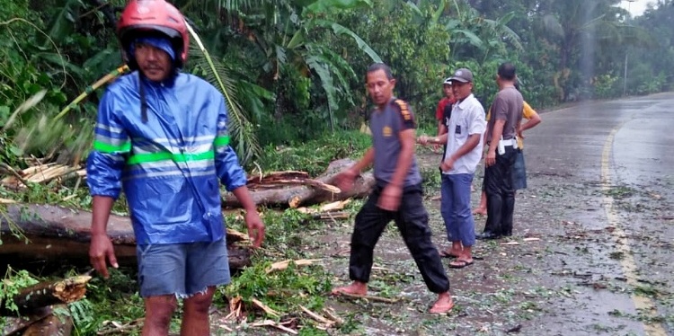 Pohon Tumbang di Lampung Selatan Sempat Tutup Badan Jalan di Jalinsum