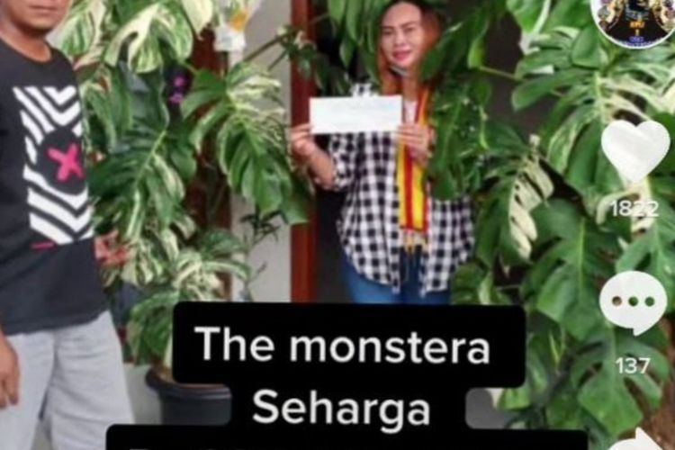 Tanaman Hias Monstera Variegata Laku Dijual Rp 225 Juta, Saat Beli Cuma Rp 700 Ribu