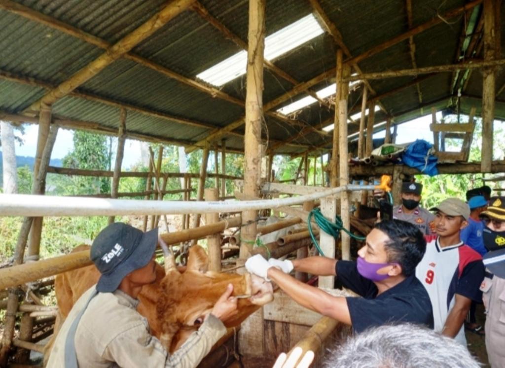 Cegah Masuknya LSD, DKPP Pesisir Barat Lampung Imbau Warga Tak Membeli Sapi dari Luar Daerah