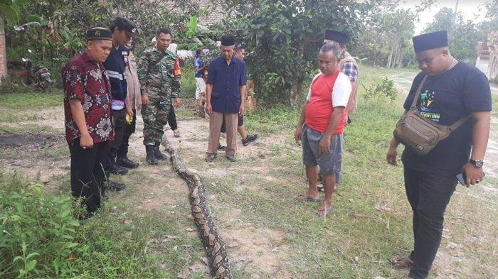 Ular Piton 8 Meter Telan Sapi Utuh di Mamuju