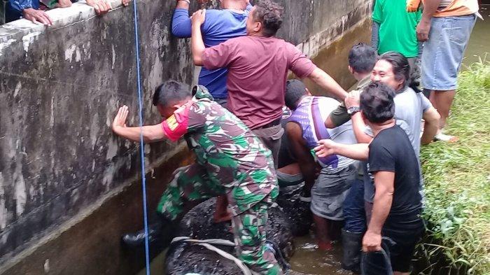 Anggota TNI sampai Dikerahkan untuk Evakuasi Buaya yang Memangsa Wanita di Minahasa, Ini Videonya