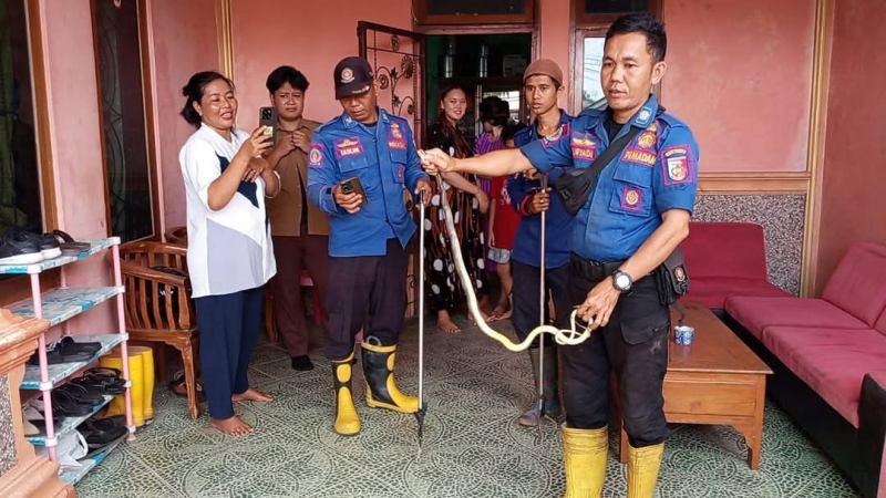 ular-berbisa-jenis-kobra-yang-masuk-rumah-warga-berhasil-ditangkap.jpg