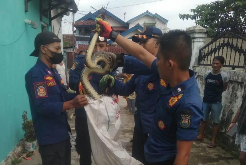 Arti Mimpi Terlilit Ular, Ada Kaitannya dengan Jodoh