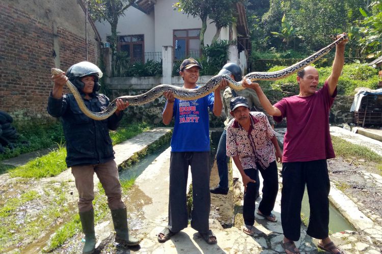 10 Karung Ular Piton Tergeletak di Tengah Jalan Bikin Geger Warga Sampit