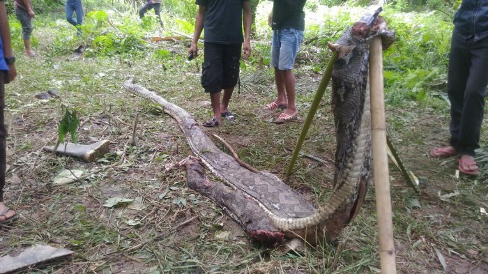 Takut Diserbu, Kulit Ular 7 Meter yang Menelan Petani Tak Jadi Dijual