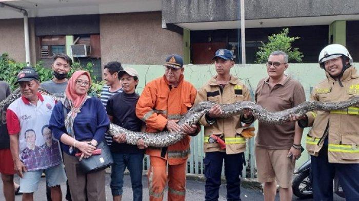 Ular Sanca 3 Meter Sembunyi di Talang Air