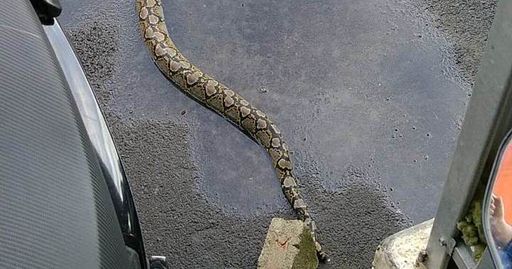 Penemuan Ular Sanca 3 Meter di Saluran Air Kantor Dispora Lampung Bikin Heboh Pegawai