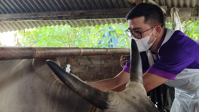 Bandar Lampung Mulai Suntik Vaksin PMK pada Ternak