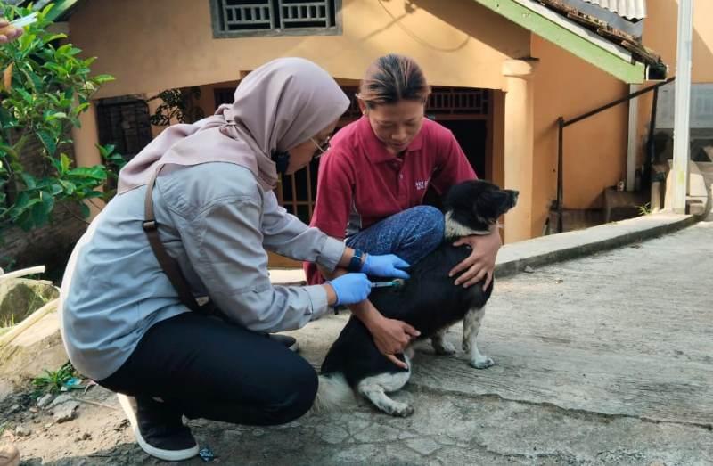 vaksinasi-rabies-di-tanggamus-a.jpg