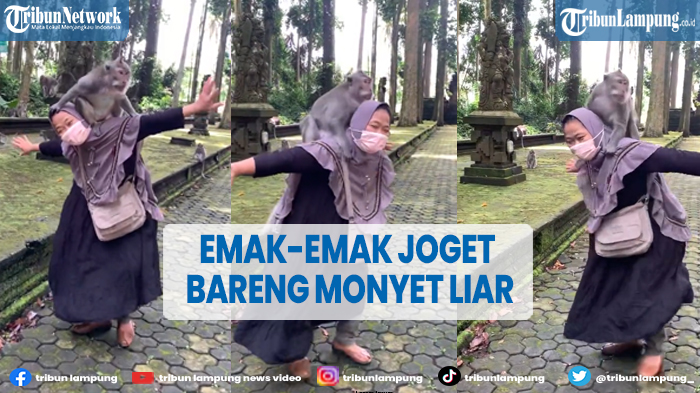 VIRAL Emak-emak Joget Sambil Gendong Monyet Liar Tanpa Rasa Takut
