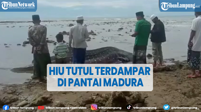 viral-hiu-tutul-panjang-4-meter-terdampar-jadi-tontonan.jpg