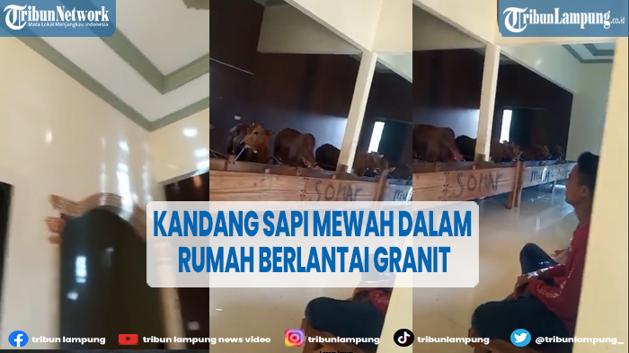 viral-kandang-sapi-mewah-di-dalam-rumah-berlantai-granit.jpg